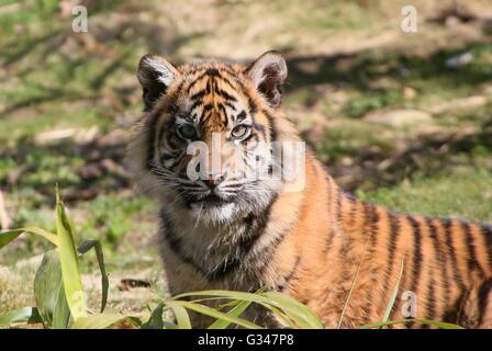 Arrabbiato femmina tigre di Sumatra cucciolo (Panthera tigris sumatrae) fissando minacciosamente Foto Stock
