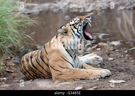 L'immagine della tigre Machli ( panthera tigris) in Ranthambore, India Foto Stock