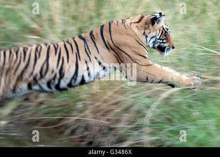 L'immagine della tigre ( Panthera tigris ) cubs di Machli nel parco nazionale di Ranthambore in India Foto Stock