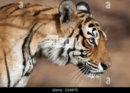 L'immagine della tigre Machli ( panthera tigris) in Ranthambore India Foto Stock