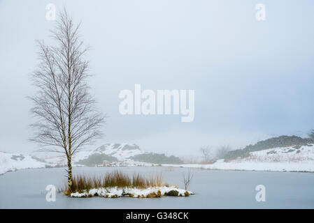 Betulla sulla piccola isola in Lily Tarn vicino a Todd roccioso su Loughrigg cadde vicino a Ambleside Lake District Foto Stock