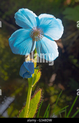 Himalayana di papavero blu Meconopsis betonicifolia Foto Stock