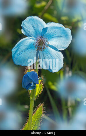 Himalayana di papavero blu Meconopsis betonicifolia Foto Stock