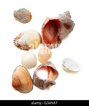 Seashells isolati su sfondo bianco Foto Stock