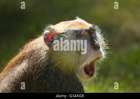 Vista laterale del patas monkey (Erythrocebus patas), noto come l'ussaro scimmia. La scimmia è urlando Foto Stock