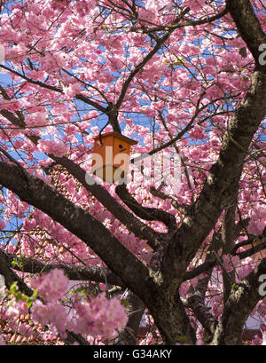 Nesting box in a Japanese Cherry Foto Stock