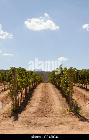 Il vigneto, Vigne Surrau, Surrau vigneto, Arzachena, Sardegna, Italia Foto Stock