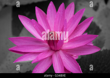 Rosa fiori di loto blooming su nero e sfondo bianco, stock photo Foto Stock