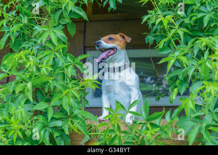 Cane sorridente sul treehouse. L'estate! Foto Stock