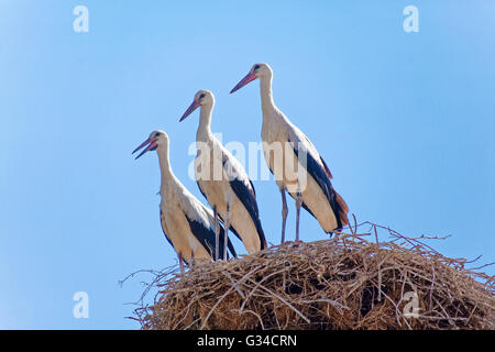 Tre Cicogne sul nido alta, Xanthi, Grecia Foto Stock