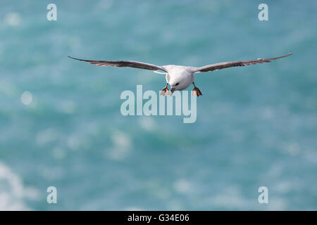 Fulmar - Fulmarus glacialis. In bilico in headwind Foto Stock