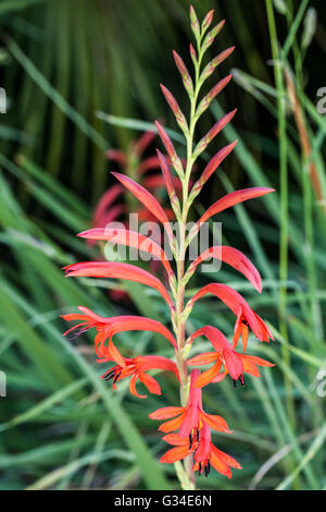 Chasmanthe floribunda Foto Stock