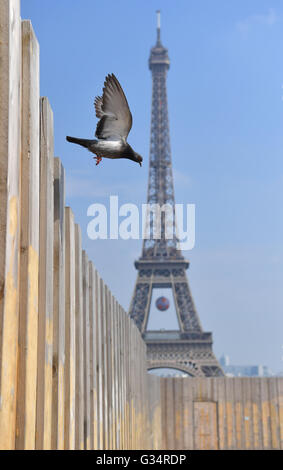 Un piccione vola vicino al recinto di un sito in costruzione presso il Palais du Trocadero davanti alla Torre Eiffel a Parigi, 8 giugno 2016. La UEFA EURO 2016 di calcio ha luogo dal 10 giugno al 10 luglio 2016 in Francia. Foto: Peter Kneffel/dpa Foto Stock