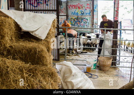 Durrus, Irlanda. 8 Giugno, 2016. La tosatura delle pecore che si svolge in un capannone nella fattoria di Allevatore ovino Francesco Humphrys, CEO di West Cork Music. Credito: Andy Gibson/Alamy Live News. Foto Stock