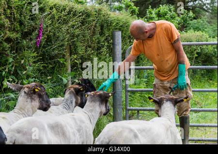 Durrus, Irlanda. 8 Giugno, 2016. Il bracciante Stuart Adams controlli sulla pecora tagliata prima che siano liberati nel loro campo. Credito: Andy Gibson/Alamy Live News. Foto Stock