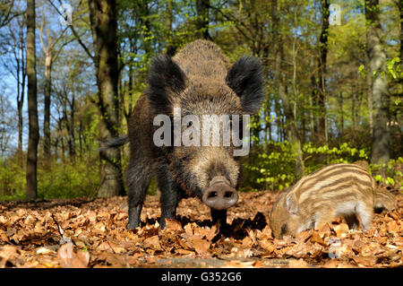 Il cinghiale (Sus scrofa), seminare con giovani cinghiali in primavera la foresta, captive, Nord Reno-Westfalia, Germania Foto Stock