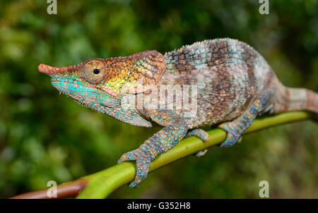 Maschio camaleonte criptico (Calumma crypticum) nella foresta pluviale, Ranomafana National Park, Southern Highlands, Madagascar Foto Stock