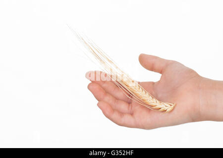 Mano azienda chicco di grano (Triticum spp.) Foto Stock