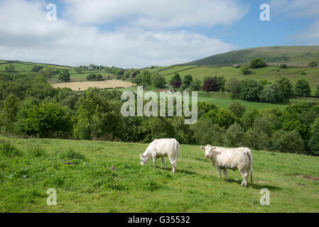 Charolais vacche in un campo in Inghilterra settentrionale su una soleggiata giornata estiva. Foto Stock