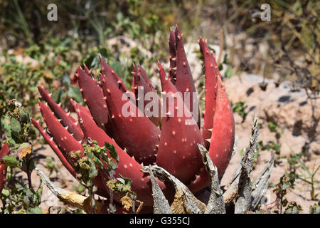 Succulente rosso in un secco ambiente arido Foto Stock