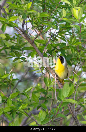 Yellowthroat comune - maschio Foto Stock