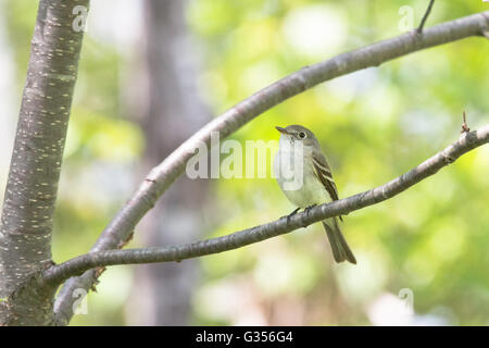 Almeno il flycatcher in Wisconsin settentrionale Foto Stock