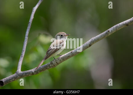 Almeno il flycatcher in Wisconsin settentrionale Foto Stock