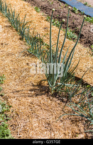 Pergamo comunità vegetale giardino all'inizio dell'estate. Foto Stock