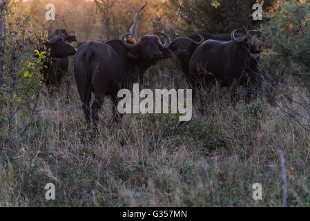 Una mandria di bufali africani vicino Shapi Pan nel Parco Nazionale di Hwange Foto Stock