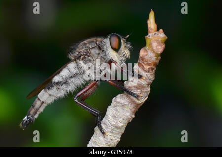 Immagine macro di un enorme rapinatore volare in appoggio sul ramo di albero Foto Stock