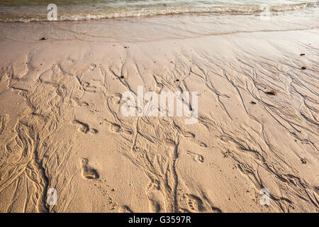 In prossimità del litorale su un tropicale spiaggia tailandese Foto Stock