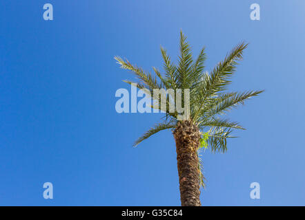Green Palm tree sul cielo blu sullo sfondo Foto Stock