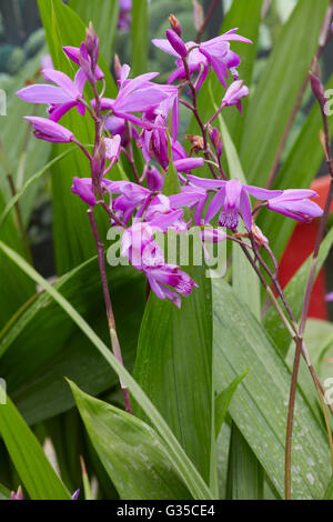 Bletilla striata, giacinto orchidea viola Fiori e pianta Foto Stock