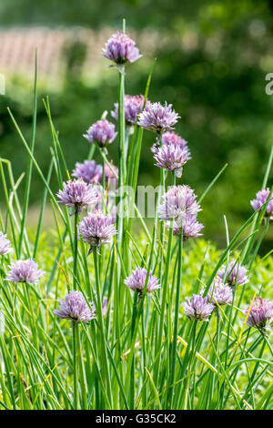 Erba cipollina (Allium schoenoprasum) in fiore nel giardino di erbe aromatiche Foto Stock