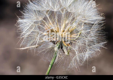 Jack-go-to-letto a mezzogiorno / prato salsefrica / prato di capra-barba (Tragopogon pratensis) mostra feathery setole del pappus Foto Stock