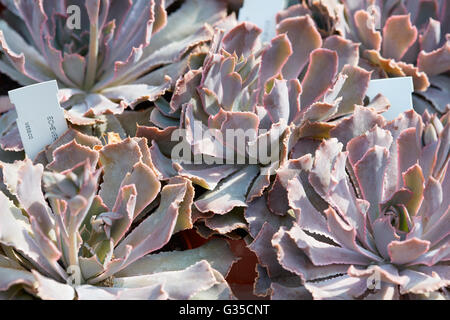 Echeveria, le piante succulente con tag in un vivaio Foto Stock