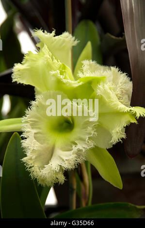 Orchid Brassovola Catteleya, Jade pizzi, ibrida Foto Stock