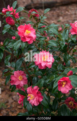 Camellia japonica CORAL Delizia, Foto Stock