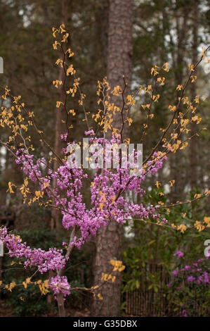 Cercis canadensis, RISING SUN, oro fogliame, Foto Stock