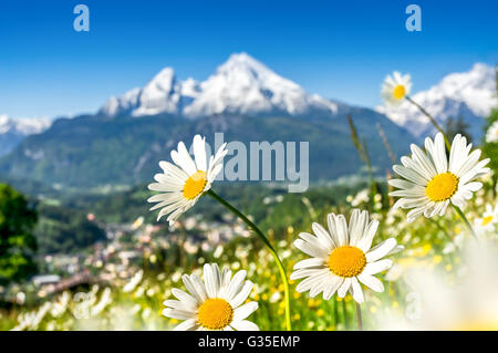 Paesaggio alpino con splendidi fiori che sbocciano in posizione idilliaca di prati e cime cime di montagna in una giornata di sole in primavera Foto Stock