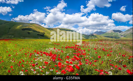 Bellissimo paesaggio estivo presso il Piano Grande con il villaggio di Castelluccio di Norcia e di montagna altopiano dell'Appennino, Umbria, Italia Foto Stock