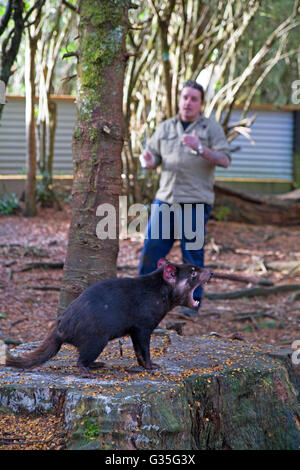 Diavolo della Tasmania in un parco faunistico in Tasmania Foto Stock