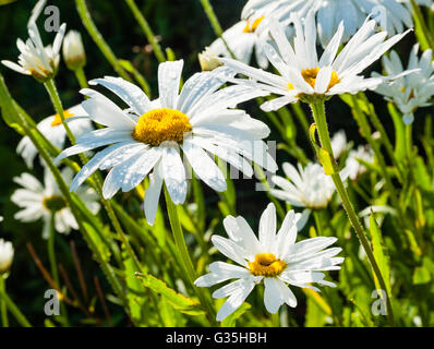 Dettaglio dei grandi fiori a margherita con le goccioline di acqua su petali. Foto Stock