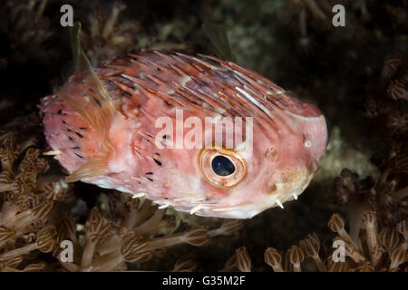 Palloncino Porcupinefish, Diodon holocanthus, Parco Nazionale di Komodo, Indonesia Foto Stock