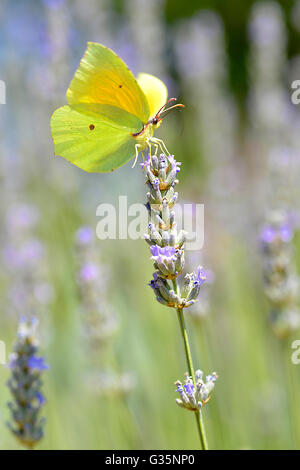Macro dei maschi di Cleopatra butterfly (Gonepteryx cleopatra) alimentazione sul fiore lavanda visto di profilo e sottostante Foto Stock