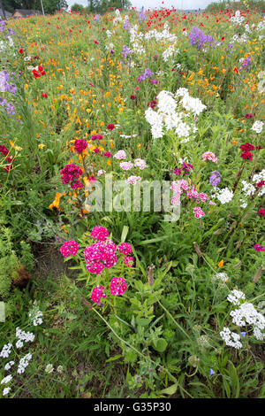 Spettacolare esibizione di fiori selvatici piantato sulla rotonda vicino a soumoulou nousty francia Foto Stock