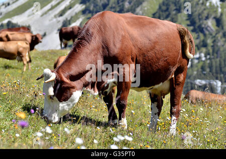 Abondance mucca al pascolo nelle Alpi francesi, Savoie department a La Plagne Foto Stock