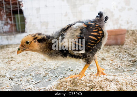 Wyandotte Chick - 4 settimane Foto Stock