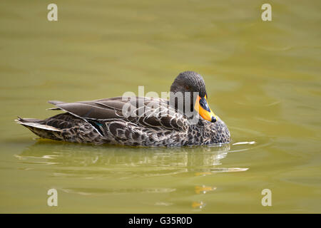 Primo piano giallo-fatturati anatra (Anas undulata) sull'acqua Foto Stock