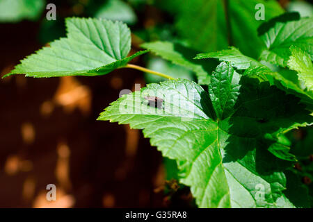 Sterco fly che attacca un altro degli insetti volanti su RIBES NERO FOGLIA. Foto Stock